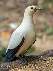 Pied Imperial Pigeon
