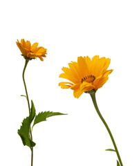 Naklejka premium yellow daisy on white isolated background