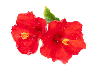 Red hibiscus flowers isolated on white background