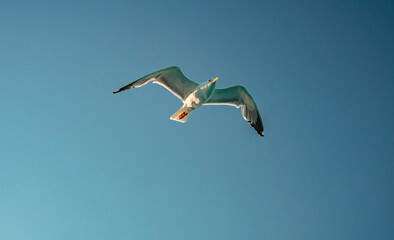 photo with sony a7iv camera of a seagull flying with the sky in the background