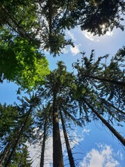 Fototapeta premium Trees in the sky