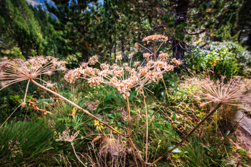 Camins del GR11 🇵🇱