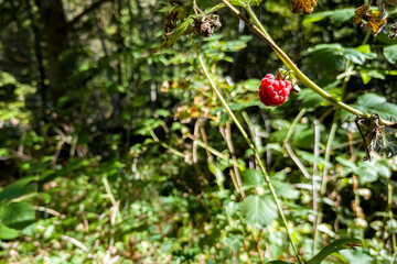 Camins del GR11 🇵🇱