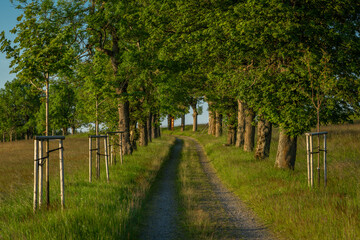 Nadrazni alley with path and leaf trees in sunset color evening in Krusne hory