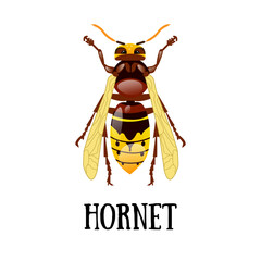Realistic hornet design on a white background. A work of art for packaging design. Beekeeping, beekeeping, honey production