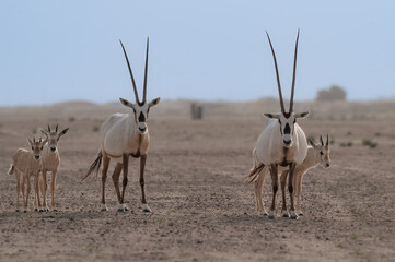 Oryx in the UAE desert