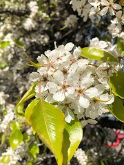 apple tree blossom