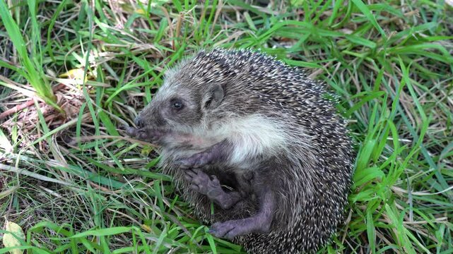 hedgehog struggling to flip itself over as it lies on its spiky,showcasing its tenacious spirit showing off its defenseless tummy.
