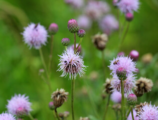 Thistle field (Cirsium arvense) grows and blooms among herbs