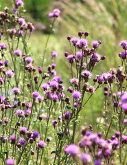 Naklejka premium Thistle field (Cirsium arvense) grows and blooms among herbs
