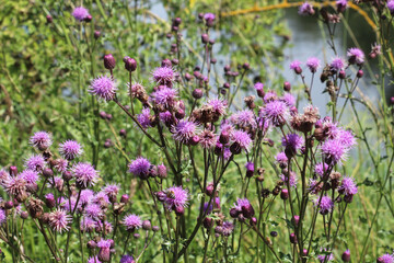 Thistle field (Cirsium arvense) grows and blooms among herbs