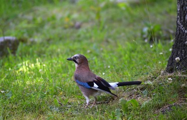 Obraz premium observando un arrendajo comun