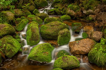 Stribrny creek in Krusne mountains in hot summer day