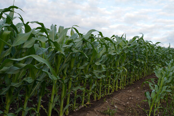 corn field with sky background