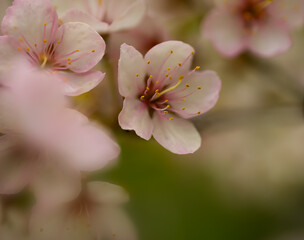 Close-up macro image of soft pink colored crab-apple blossoms with a very narrow field of focus.  The background is shades of pink and green.
