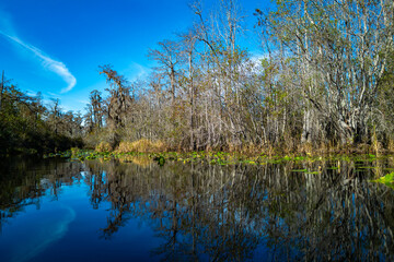 Swamp cypress trees overgrown with epiphytic Tilansia plants