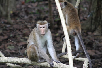 monkey sri lanka