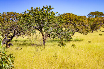 &Aacute;rvores e pasto frescos em uma paisagem do cerrado goiano.