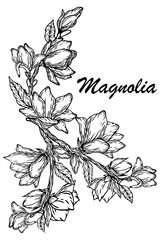 Abstract background with magnolia flowers. Flower wreath. Summer floral card with magnolia. Floral background for packaging cosmetics and other things.