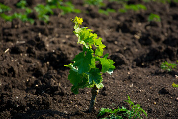 Young vineyard