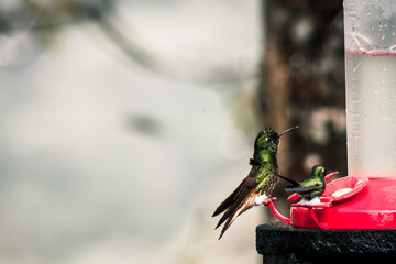 Hummingbirds at Feeder in Buenavista Nature Preserve