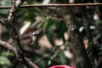 .Hummingbird in Mid-Air at Buenaventura Tropical Reserve Ecuador