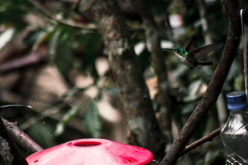 Hummingbird in Flight Buenaventura Tropical Reserve Ecuador