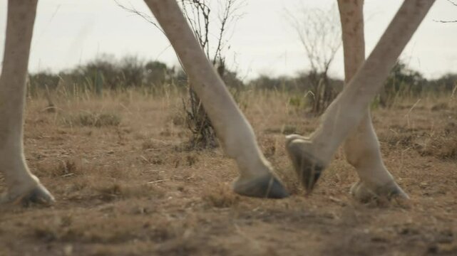 Extreme close up pan of a Reticulated Giraffe's (Giraffa reticulata) hooves marching across bushland savanna in kenya during the evening