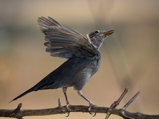 Common blackbird (Turdus merula).