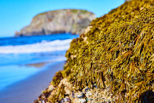 Seaweed-Covered Rock and Sandy Beach with Cliff at Eye Level - Powered by Adobe