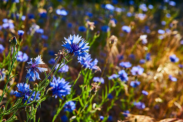 Vibrant Blue Cornflowers in Golden Hour Light Eye-Level Perspective
