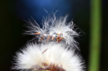 Samen fliegen von einem verwelkten Waldkreuzkraut