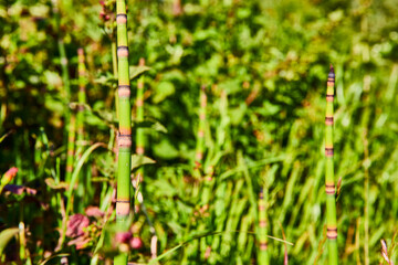 Tall Bamboo Stalks with Soft Focus Background in Daylight