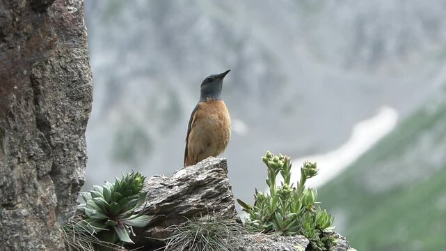 Monticola saxatilis, redstart codirossone
