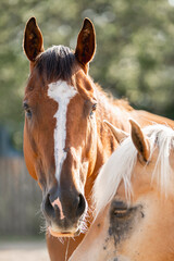 Beautiful thoroughbred ex race horse brown animal in paddock paradise