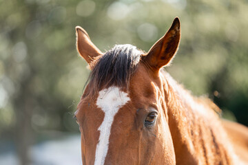 brown thoroughbred ex race horse head detail ears and eyes