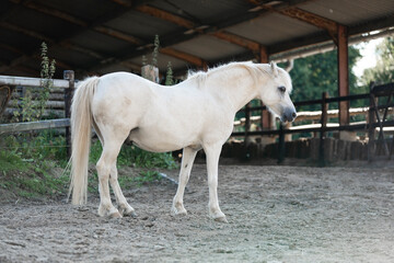 Little cute white welsh pony walk portrait