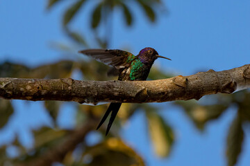 hummingbird 2