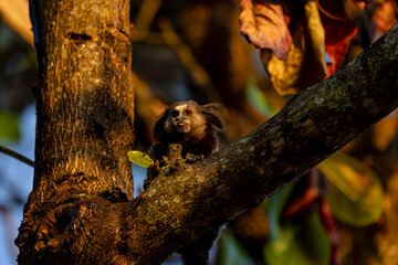 Monkey 5