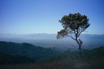 Lone Tree Standing Tall in Mountain Valley.