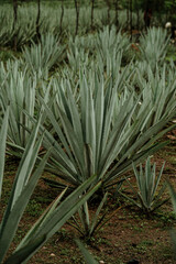Obraz premium agave fields in a cloudy day to prepare tequila, mezcal, in the mountains 