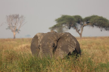 Elefant