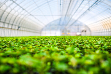 A huge, new industrial modern greenhouse where various plants, green and tree seedlings are grown