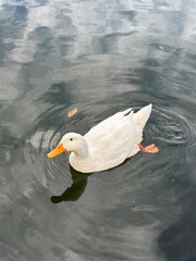Reflejos y plumaje