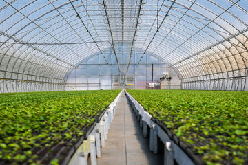 A huge, new industrial modern greenhouse where various plants, green and tree seedlings are grown