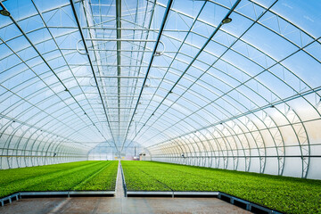 A huge, new industrial modern greenhouse where various plants, green and tree seedlings are grown