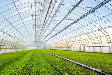 A huge, new industrial modern greenhouse where various plants, green and tree seedlings are grown