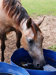 Horse is drinking the water. Portrait.