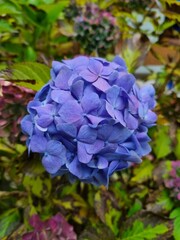 Hydrangea Purple