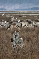 Fototapeta premium Große Migration